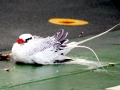 Red-billed Tropicbird
