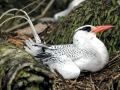 Red-billed Tropicbird
