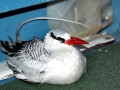 Red-billed Tropicbird