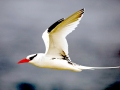 Red-billed Tropicbird