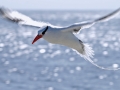 Red-billed Tropicbird