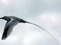 Red-billed Tropicbird
