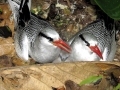 Red-billed Tropicbird