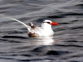Red-billed Tropicbird