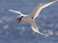 Red-billed Tropicbird