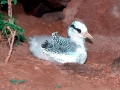 Red-billed Tropicbird