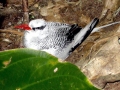 Red-billed Tropicbird