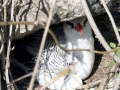 Red-billed Tropicbird