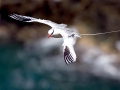 Red-billed Tropicbird