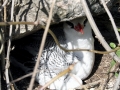 Red-billed Tropicbird