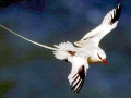 Red-billed Tropicbird