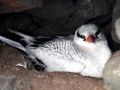 Red-billed Tropicbird