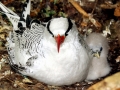 Red-billed Tropicbird