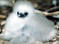 Red-billed Tropicbird