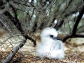 Red-billed Tropicbird