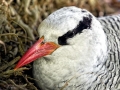 Red-billed Tropicbird
