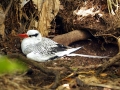 Red-billed Tropicbird