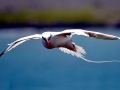 Red-billed Tropicbird