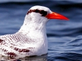 Red-billed Tropicbird