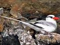 Red-billed Tropicbird