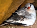 Red-billed Tropicbird