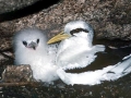 Red-billed Tropicbird