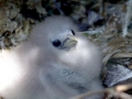 Red-billed Tropicbird