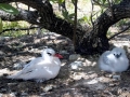 Red-billed Tropicbird