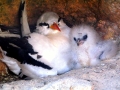 Red-billed Tropicbird