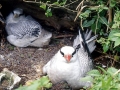 Red-billed Tropicbird