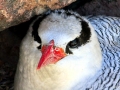 Red-billed Tropicbird