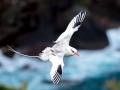 Red-billed Tropicbird