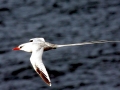 Red-billed Tropicbird