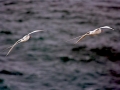 Red-billed Tropicbird