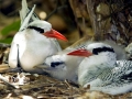 Red-billed Tropicbird