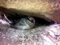 Red-billed Tropicbird