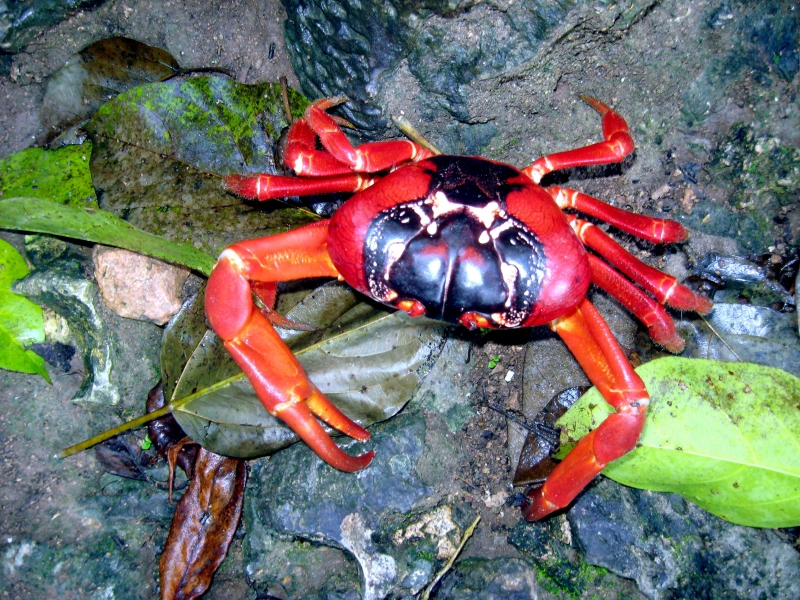 Red Crab – "OCEAN TREASURES" Memorial Library