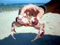 Red Crab
