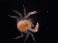 Red Crab