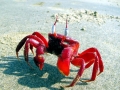 Red Crab
