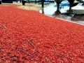 Red Crab