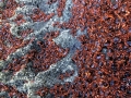 Red Crab
