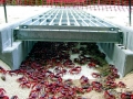 Red Crab