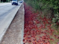 Red Crab