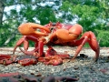 Red Crab