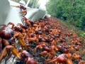 Red Crab