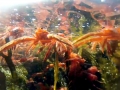 Red Crab