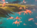Red Crab