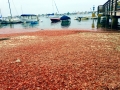 Red Crab