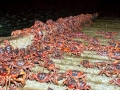 Red Crab